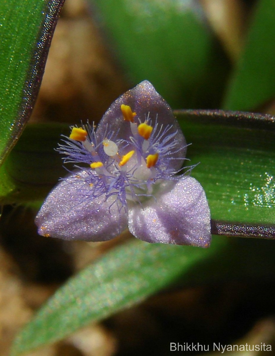 Cyanotis axillaris (L.) D.Don ex Sweet